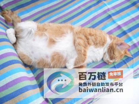 孕妇梦见小猫 寓意与预兆 (孕妇梦见小猫咪生男生女)